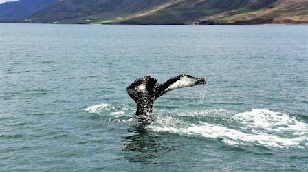 Walvissen kijken vanuit Reykjavik